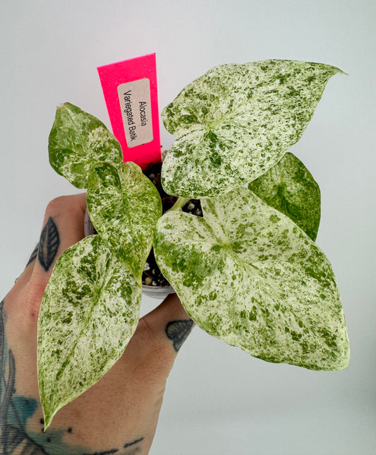 Alocasia Batik Variegated