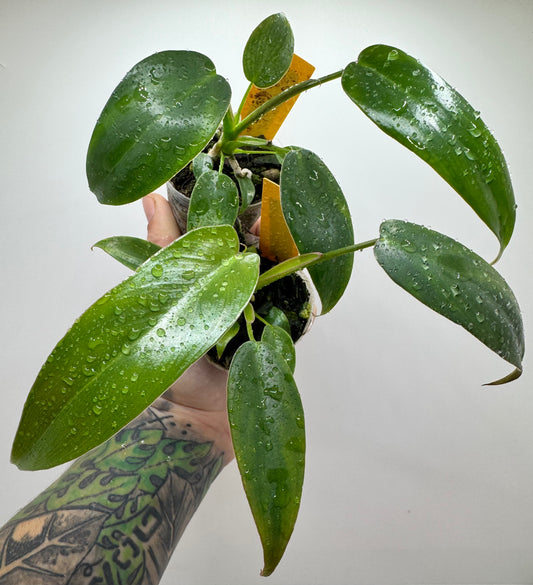 Philodendron Longilobotum/Leylani Miyano (Rare tropical)