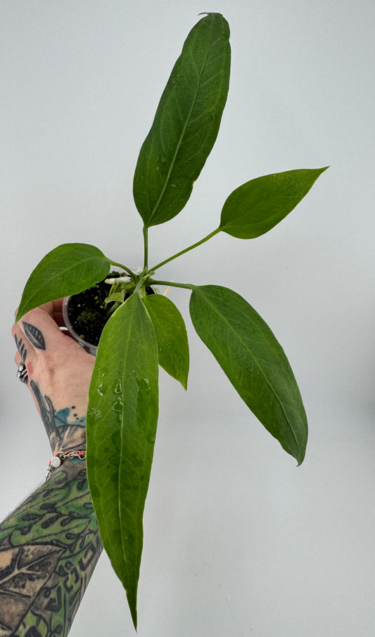 Anthurium vittariifolium