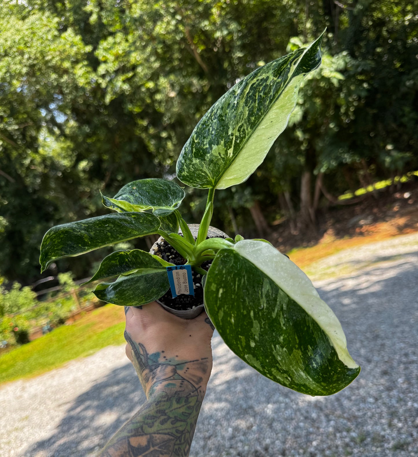 Philodendron Jose Buono
