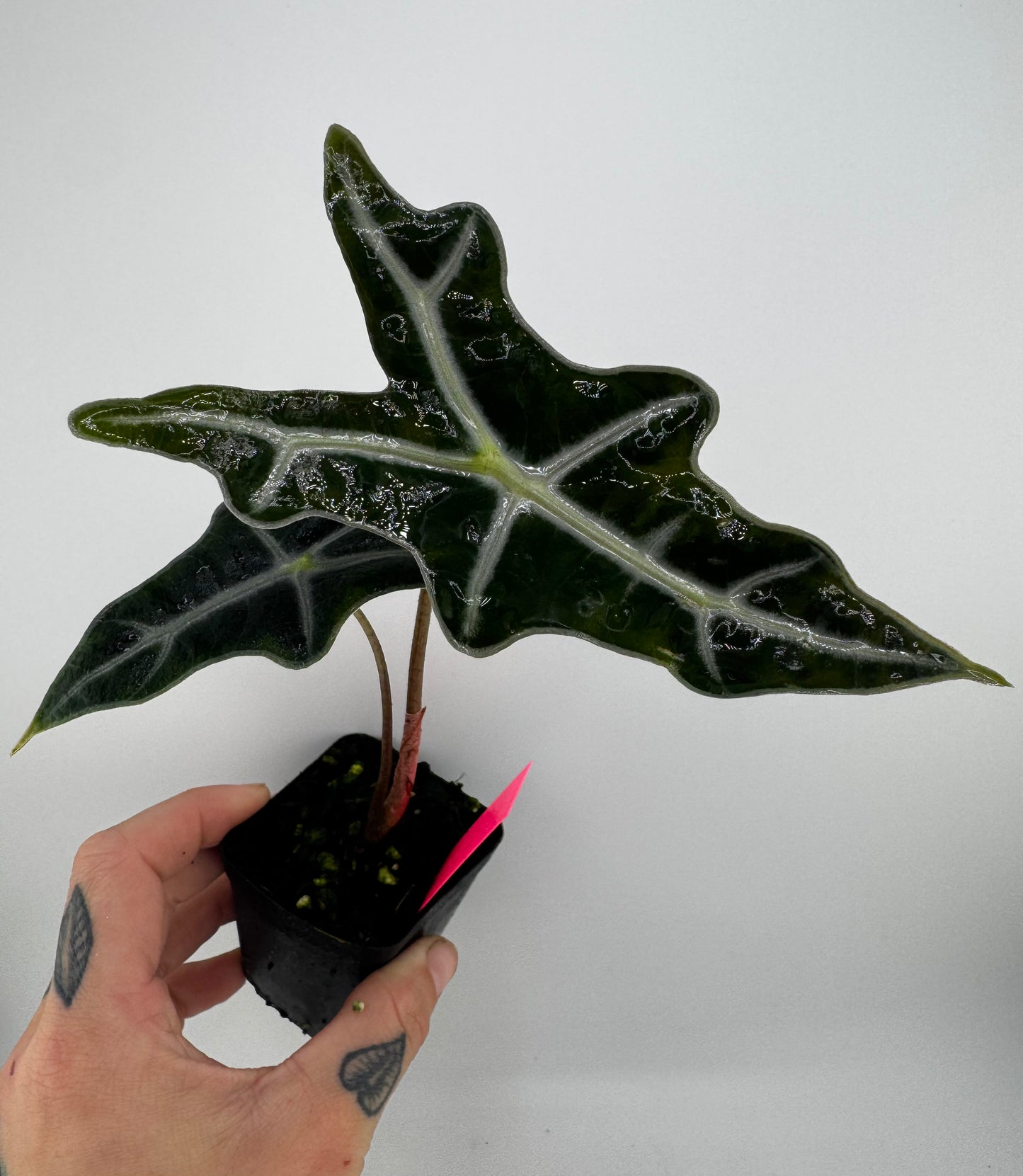 Alocasia Nobilis