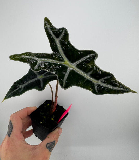 Alocasia Nobilis