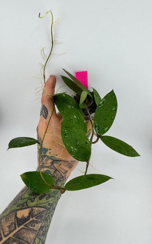 Hoya Verticillica ‘heart leaf’ X (UNK) open cross seedling