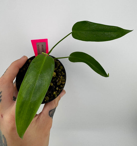Philodendron Longilobotum/Leylani Miyano