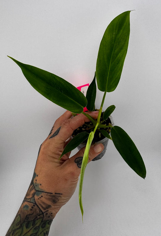 Philodendron 69686 ‘Bette Waterbury’