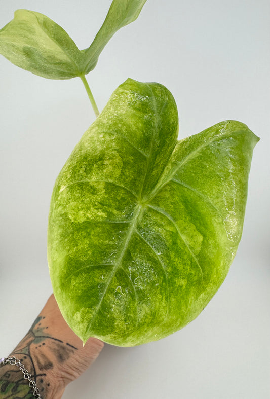 Alocasia variegated Pink Dragon Aurea
