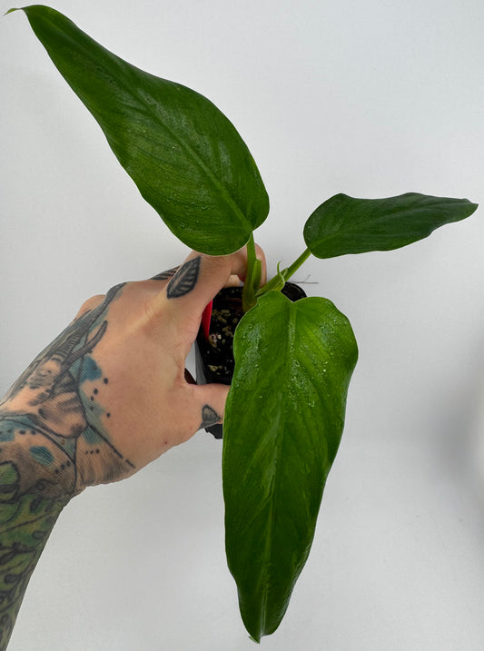 Philodendron Domesticum