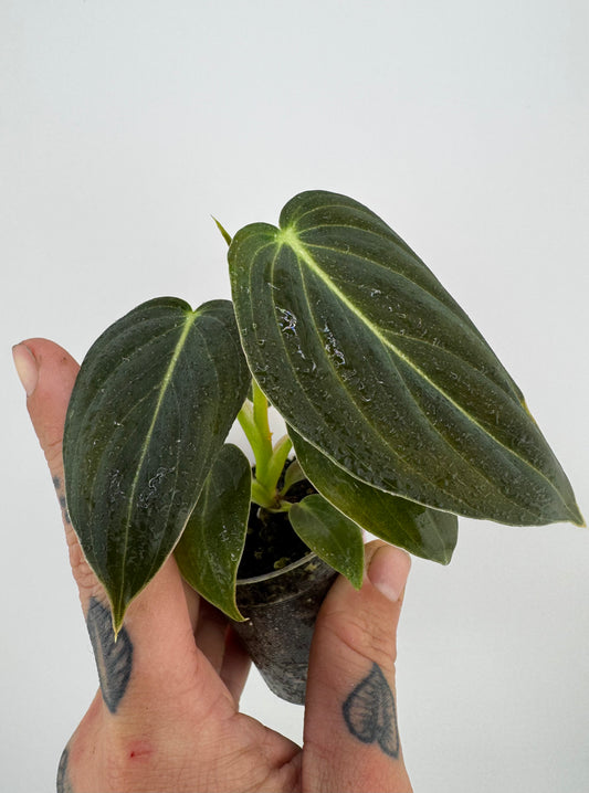 Philodendron Melanocrysum