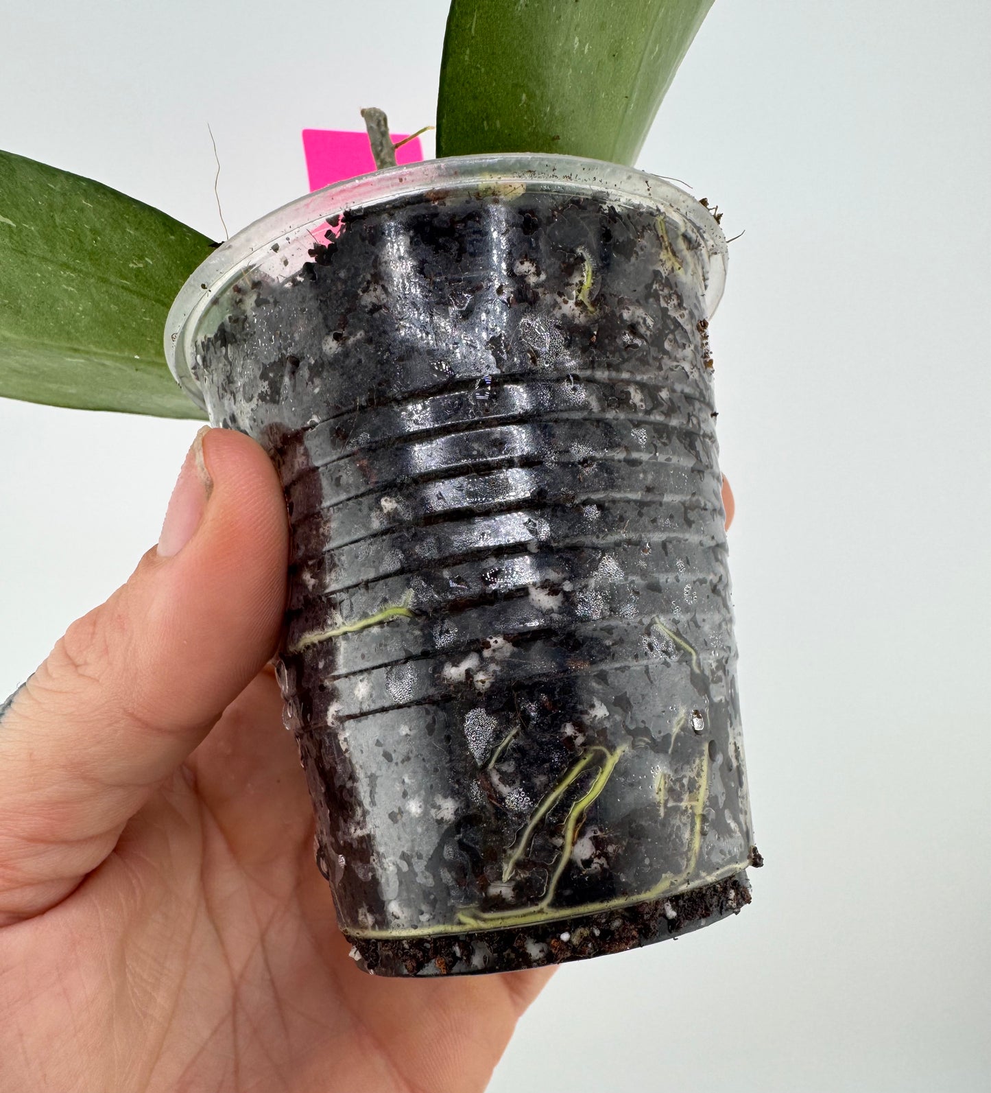 Hoya Erythrostemma ‘Cotton Candy’