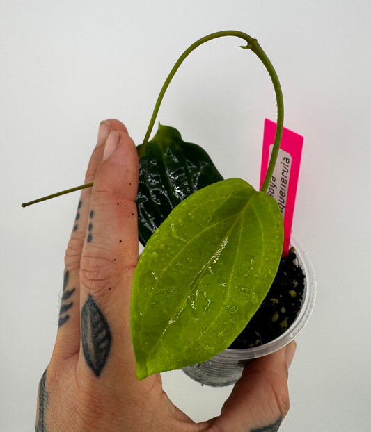 Hoya Quinquenervia