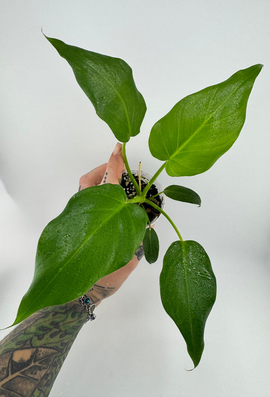 Philodendron Gigantum