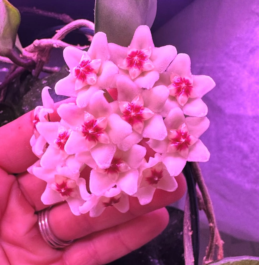 Hoya Carnosa ‘Snow Ball’