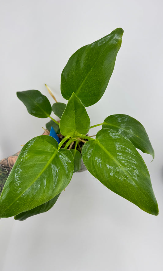 Philodendron Gigantum