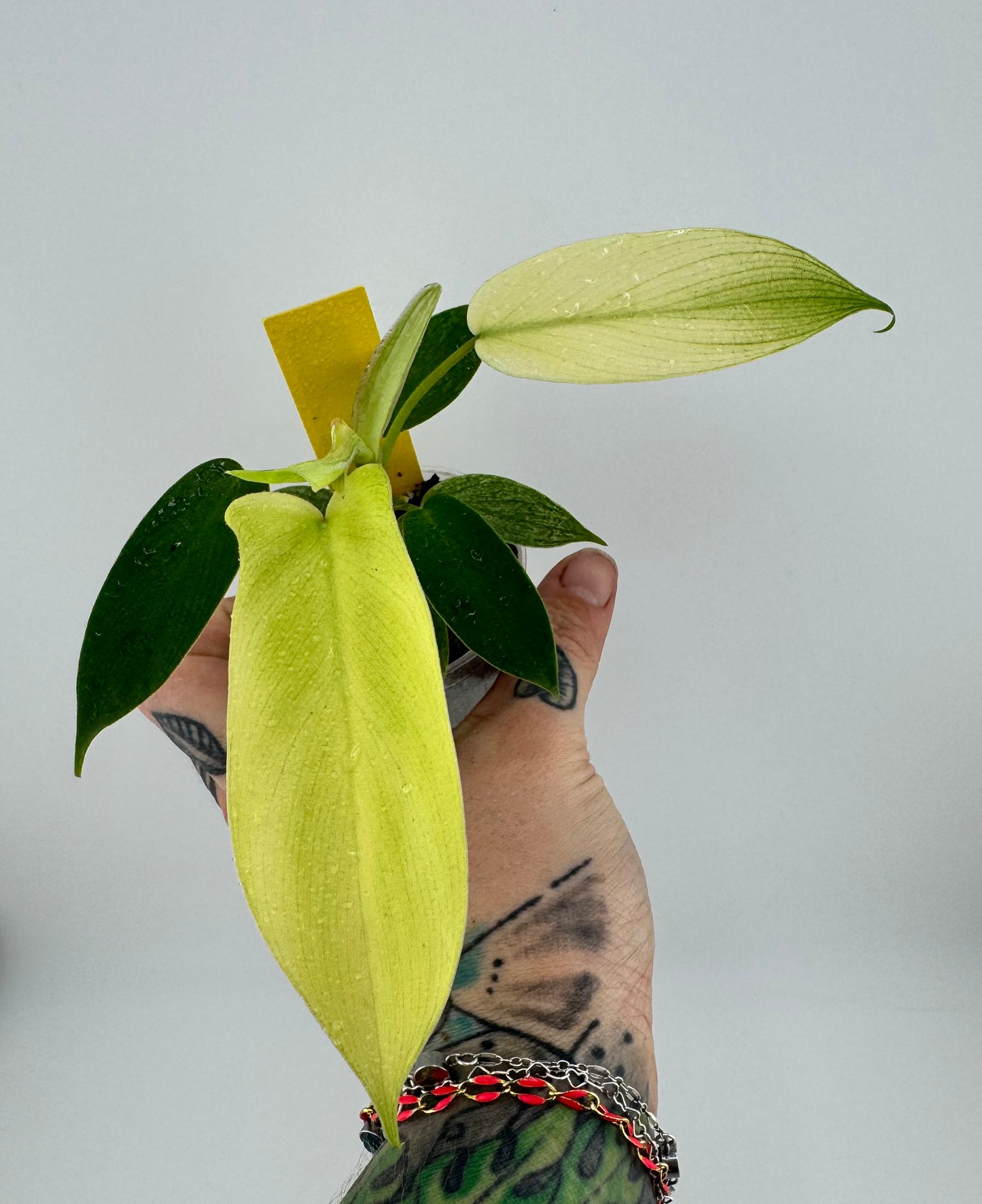 Philodendron Florida Ghost