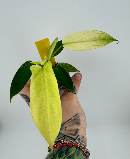 Philodendron Florida Ghost