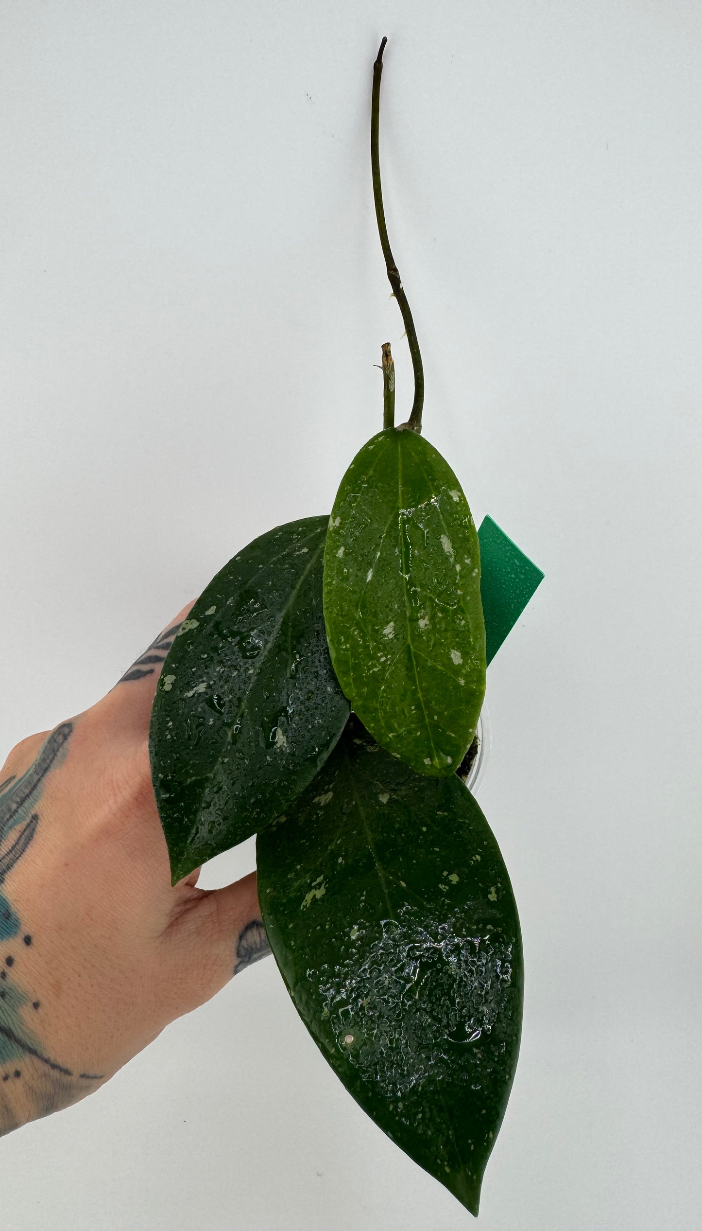 Hoya RHM-112 (LP4 x RHM-001)