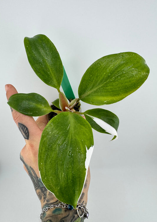 Philodendron White Knight variegated