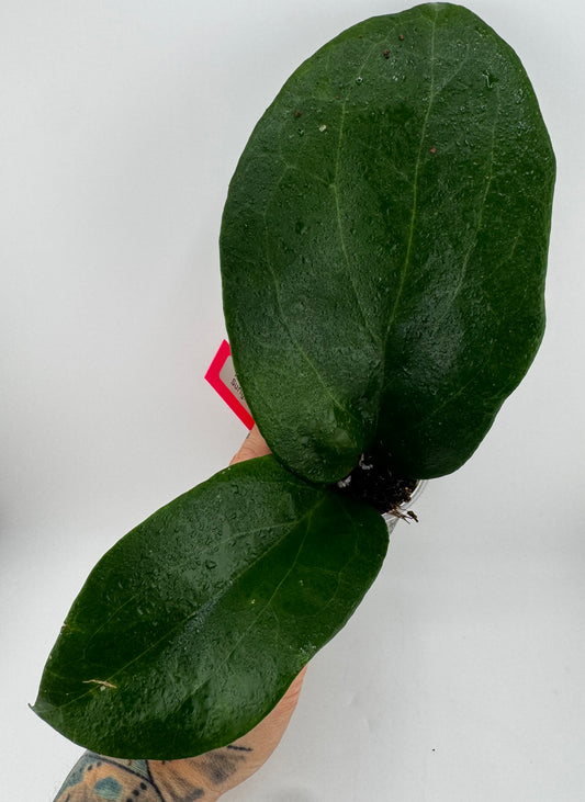 Hoya Surigaoensis