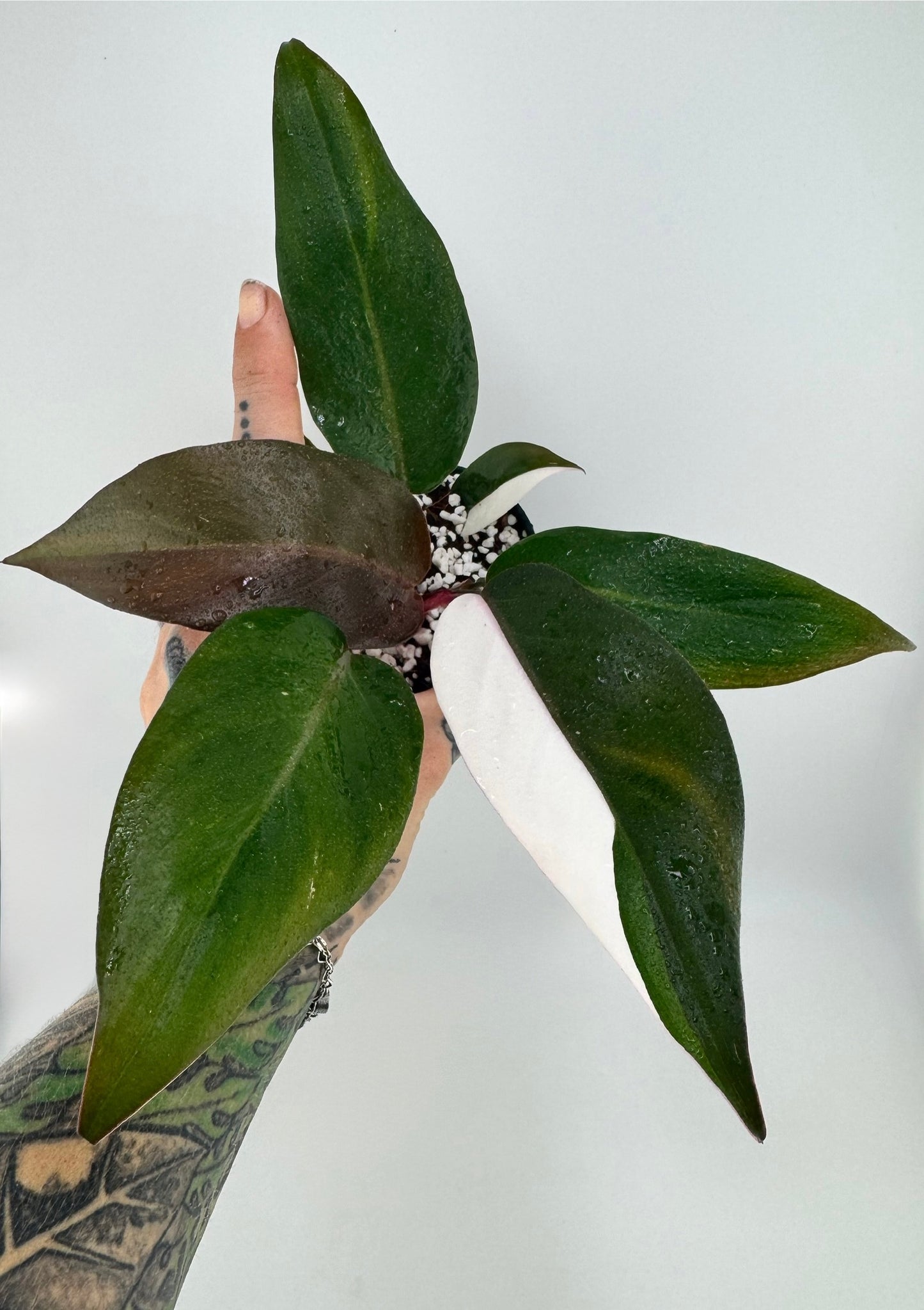 Philodendron variegated Red Anderson