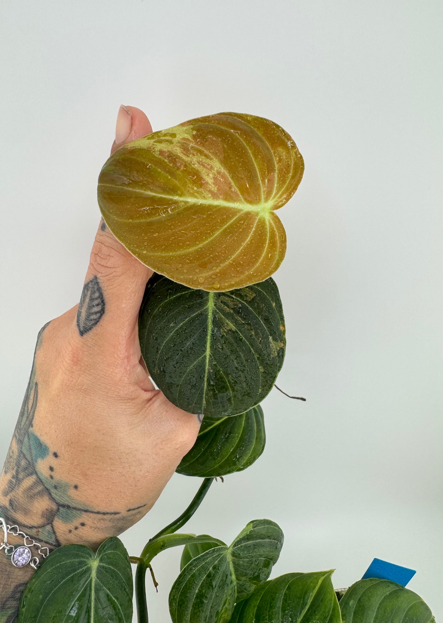 Philodendron Melanocrysm Variegated
