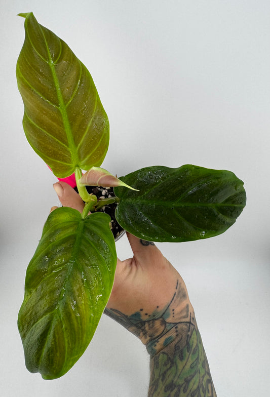 Philodendron Subhastum