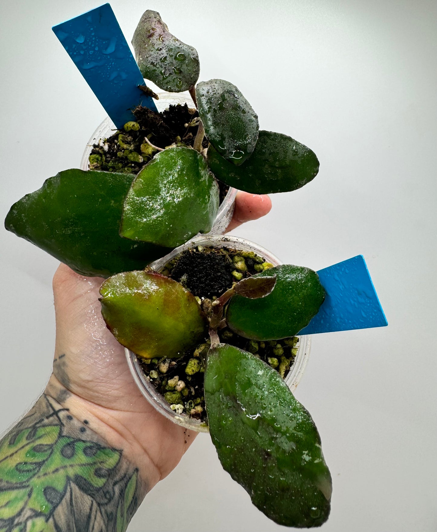 Hoya Waymaniae Borneo (rare tropical)