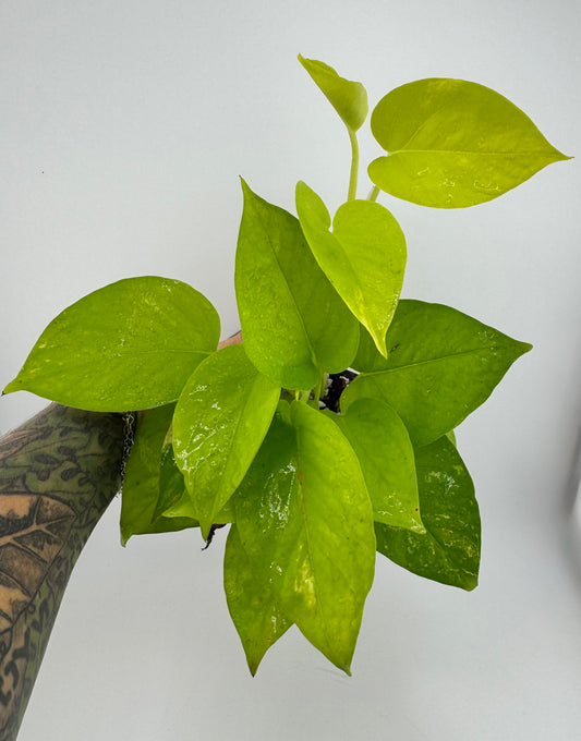 Neon Pothos 3”