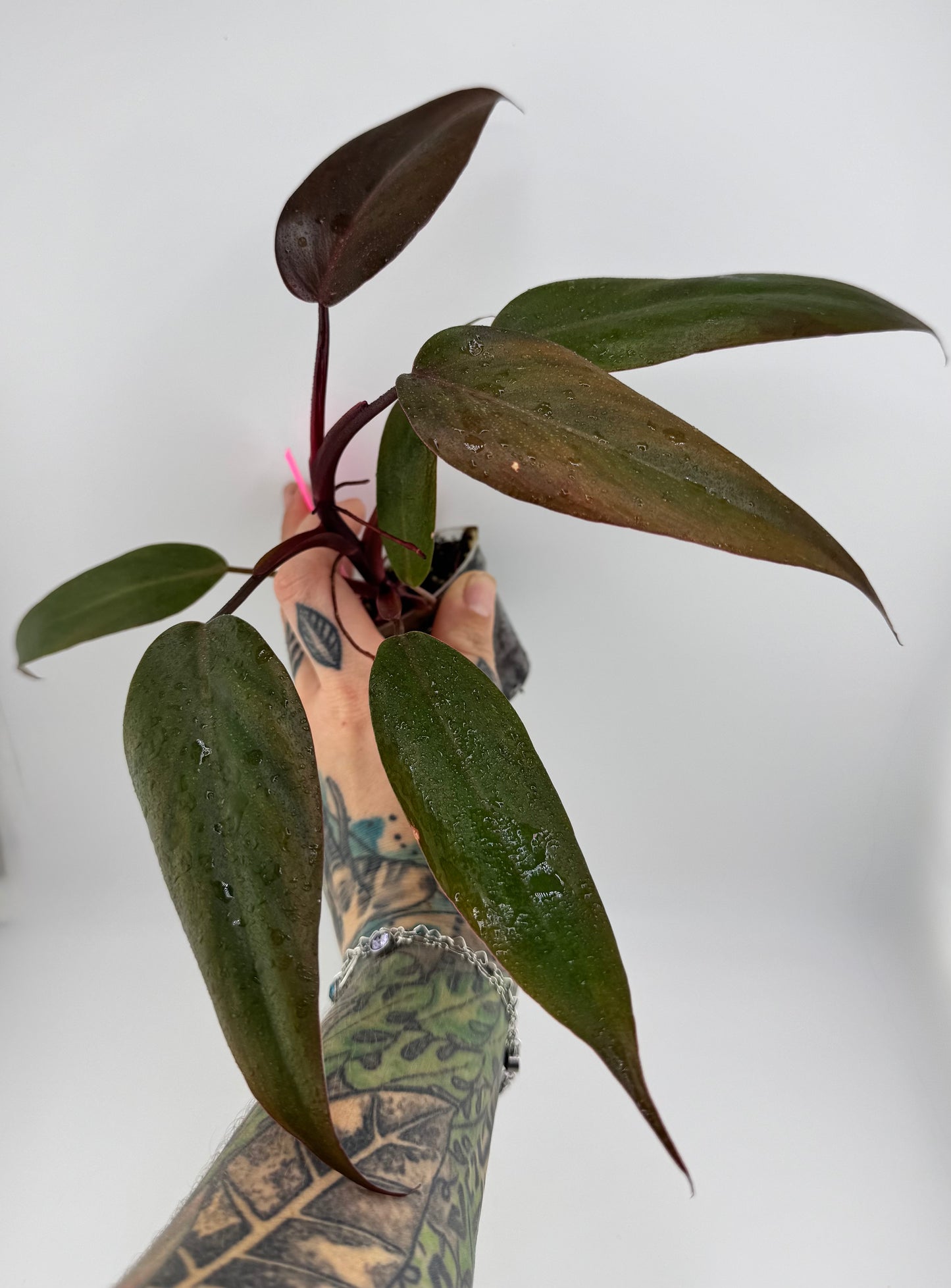 Philodendron Pink Princess