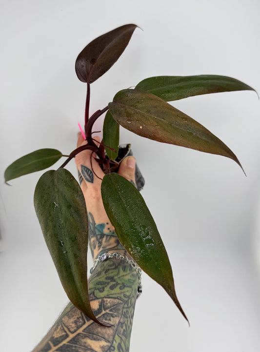 Philodendron Pink Princess