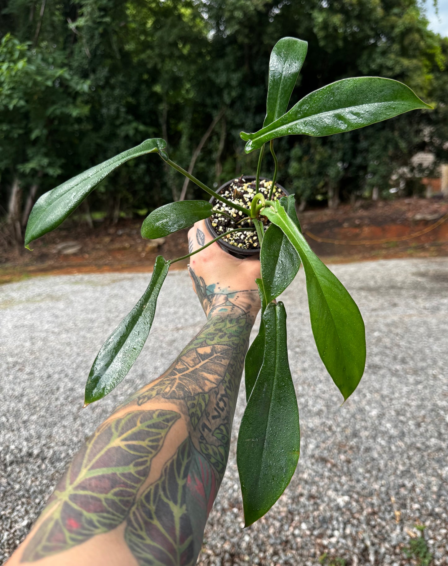 Philodendron joepii