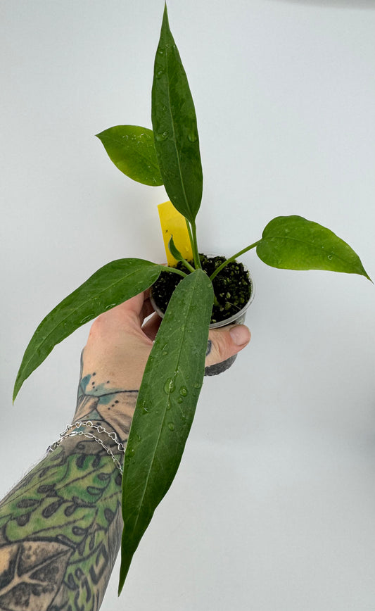 Anthurium vittariifolium