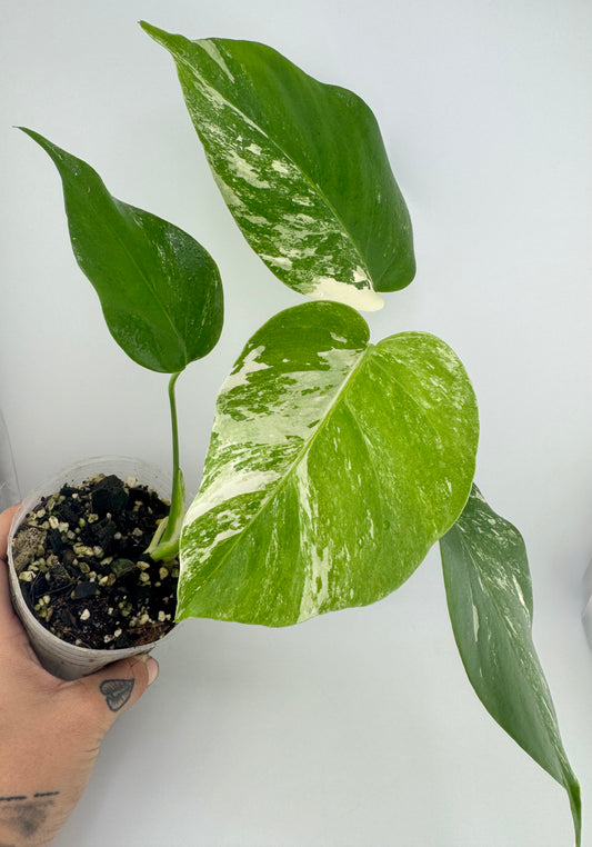 Monstera Deliciosa (borsigiana) Albo Variegated #1