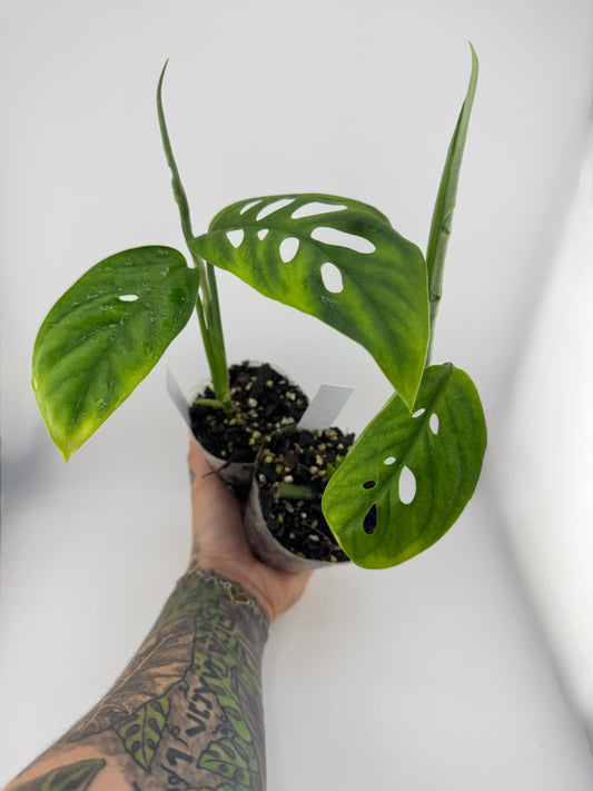 Monstera Esqueleto