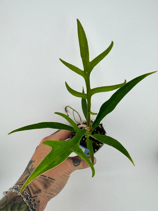Philodendron Tortum