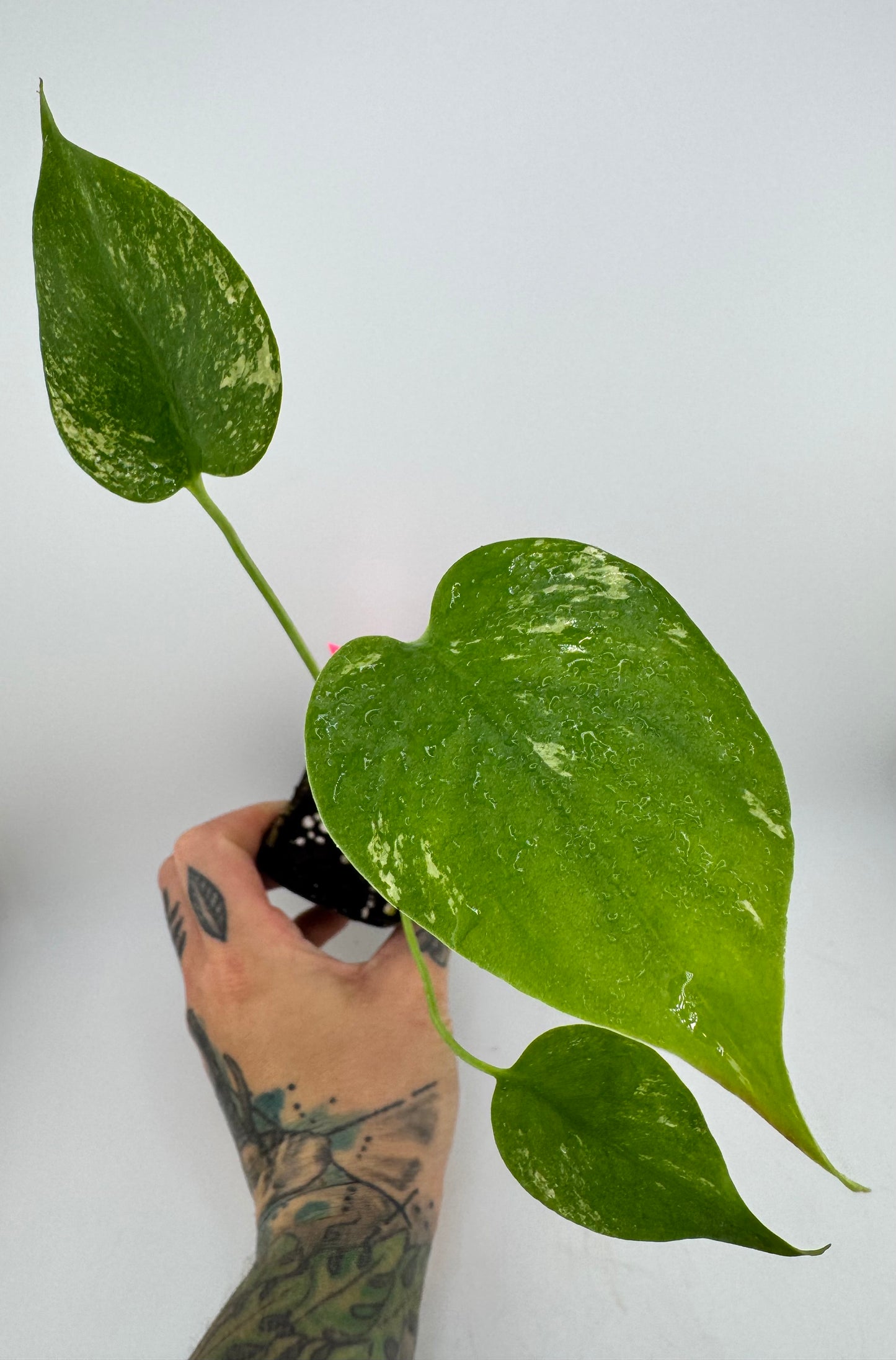 Monstera Deliciosa Mint ‘white monster’ Variegated #1