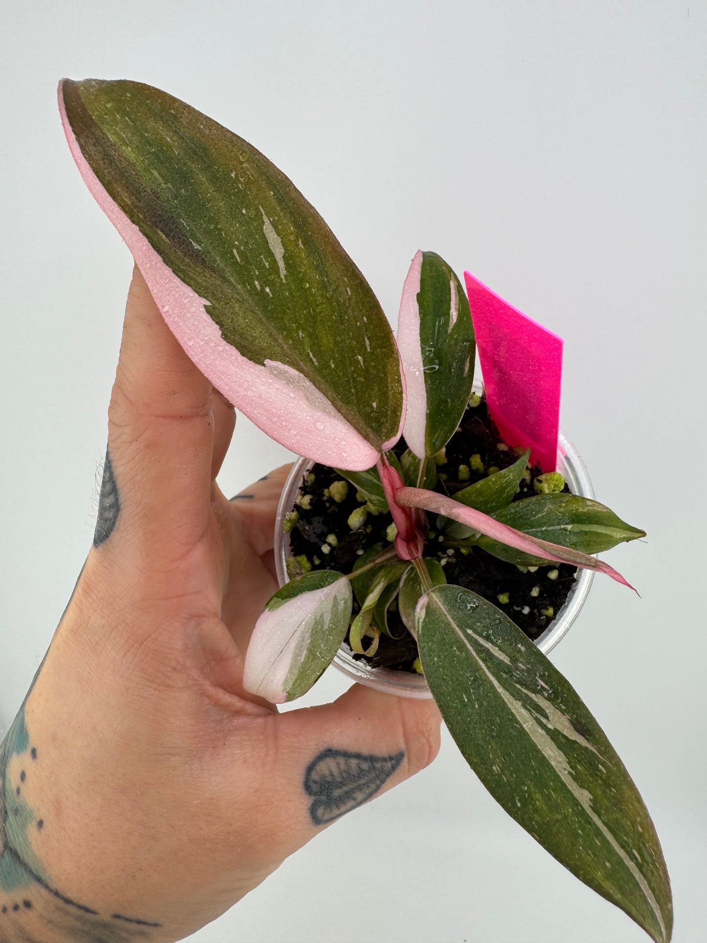 Philodendron Pink Princess marble