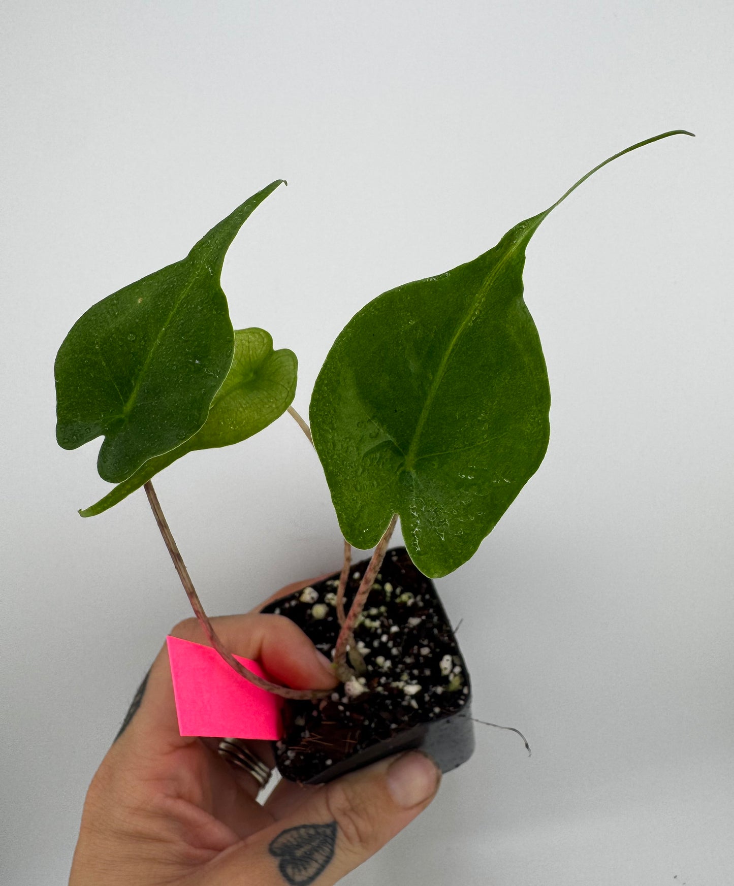 Alocasia Stingray