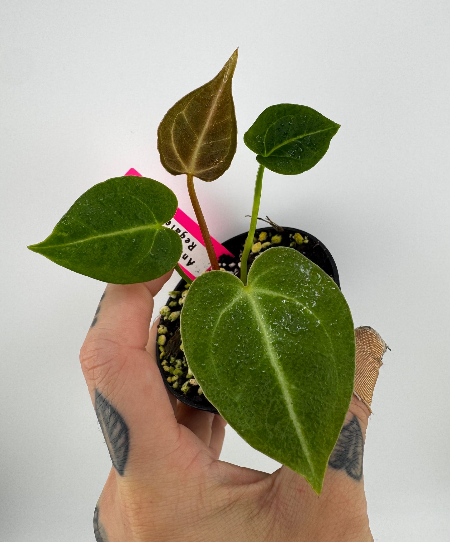 Anthurium Regale
