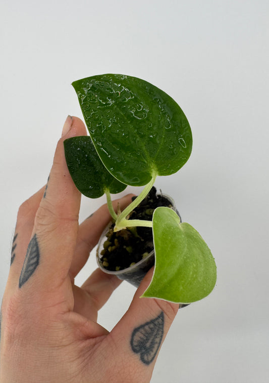 Scindapsus Dark Pictus