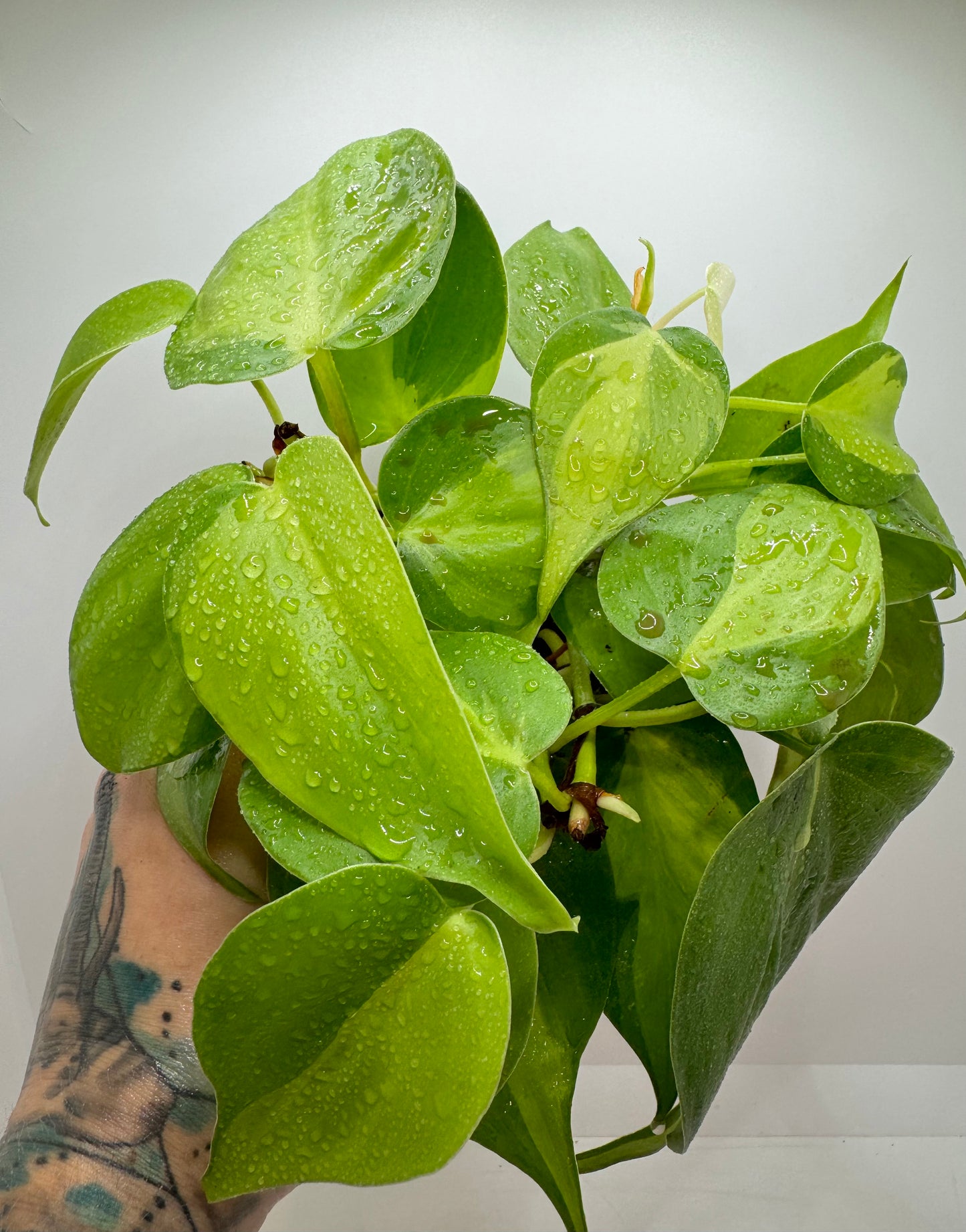 Philodendron Brazil