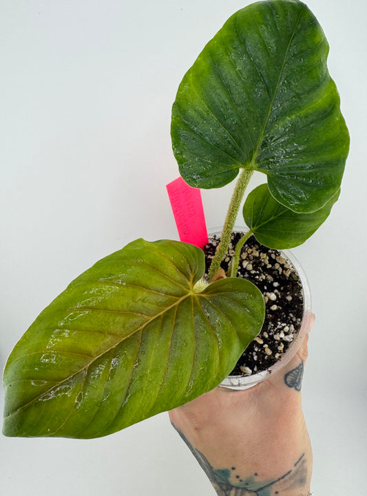 Philodendron Serpens