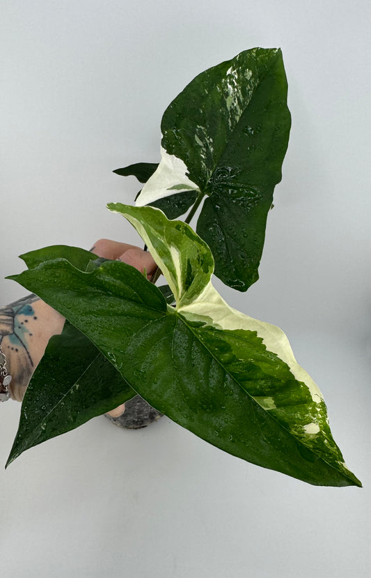 Scindapsus Blue Albo ‘Salaka’ Variegated