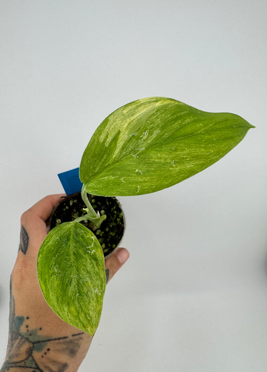Scindapsus Blue Albo ‘Salaka’ Variegated