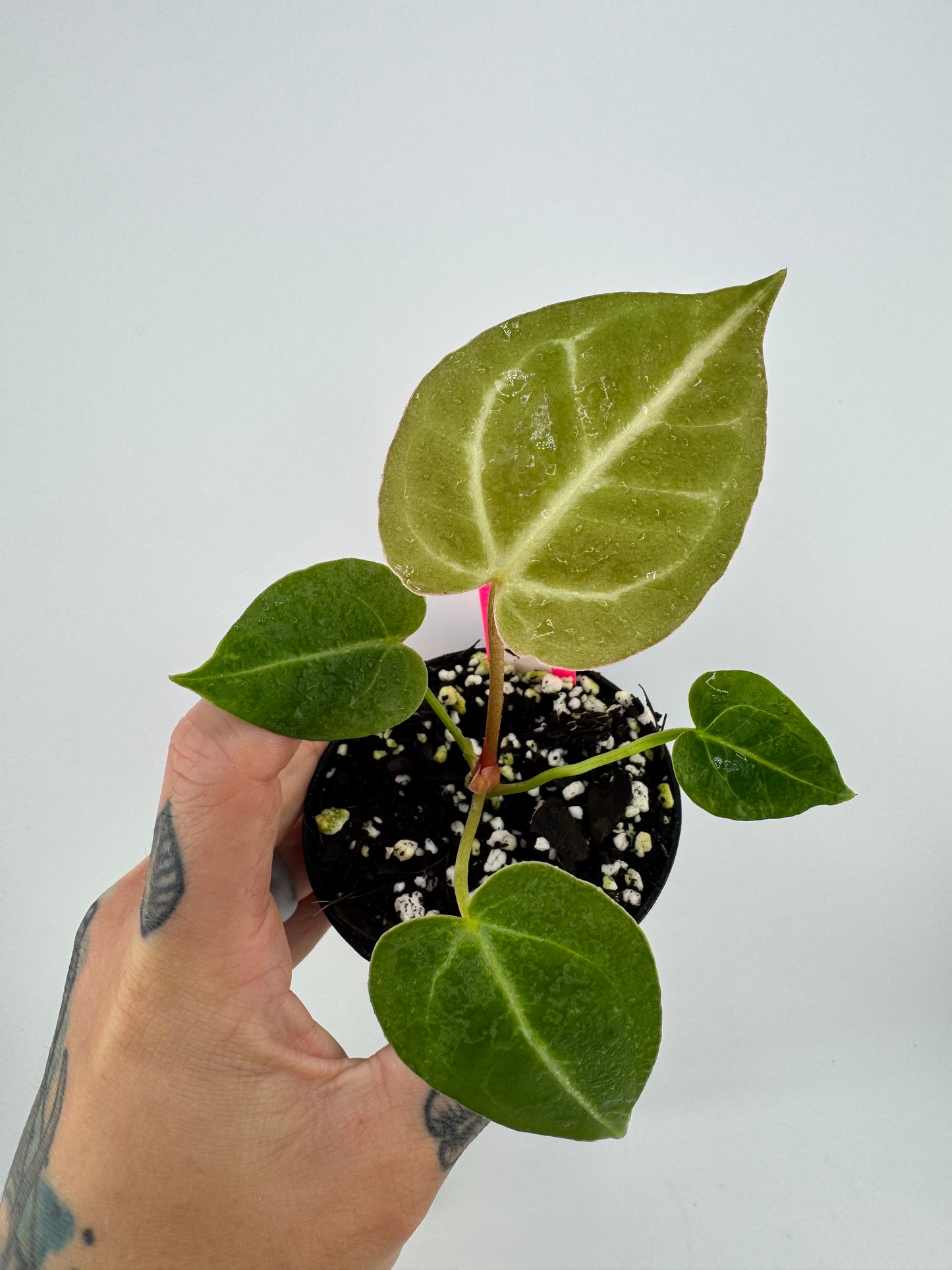 Anthurium Regale