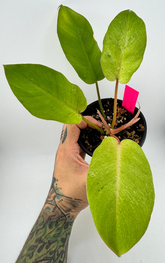 Philodendron Snowdrift