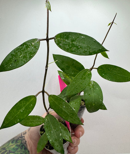 Hoya Verticillica ‘heart leaf’ X (UNK) open cross seedling