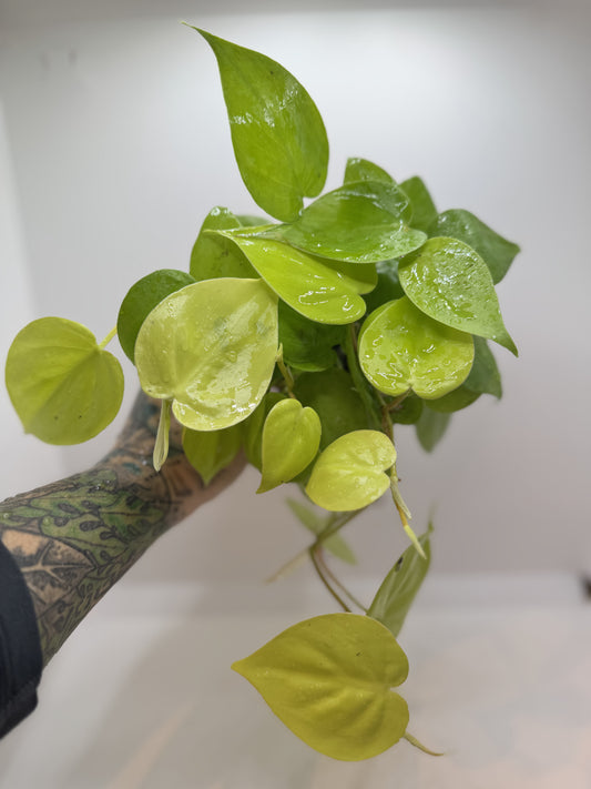 Philodendron heartleaf ‘Neon’