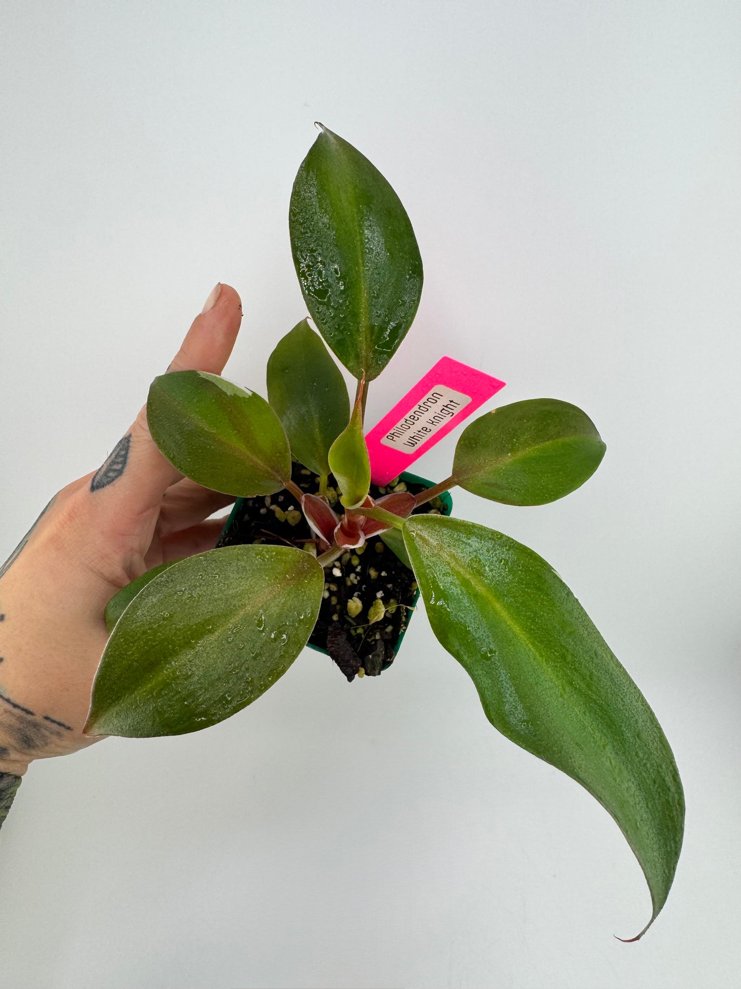 Philodendron White Knight