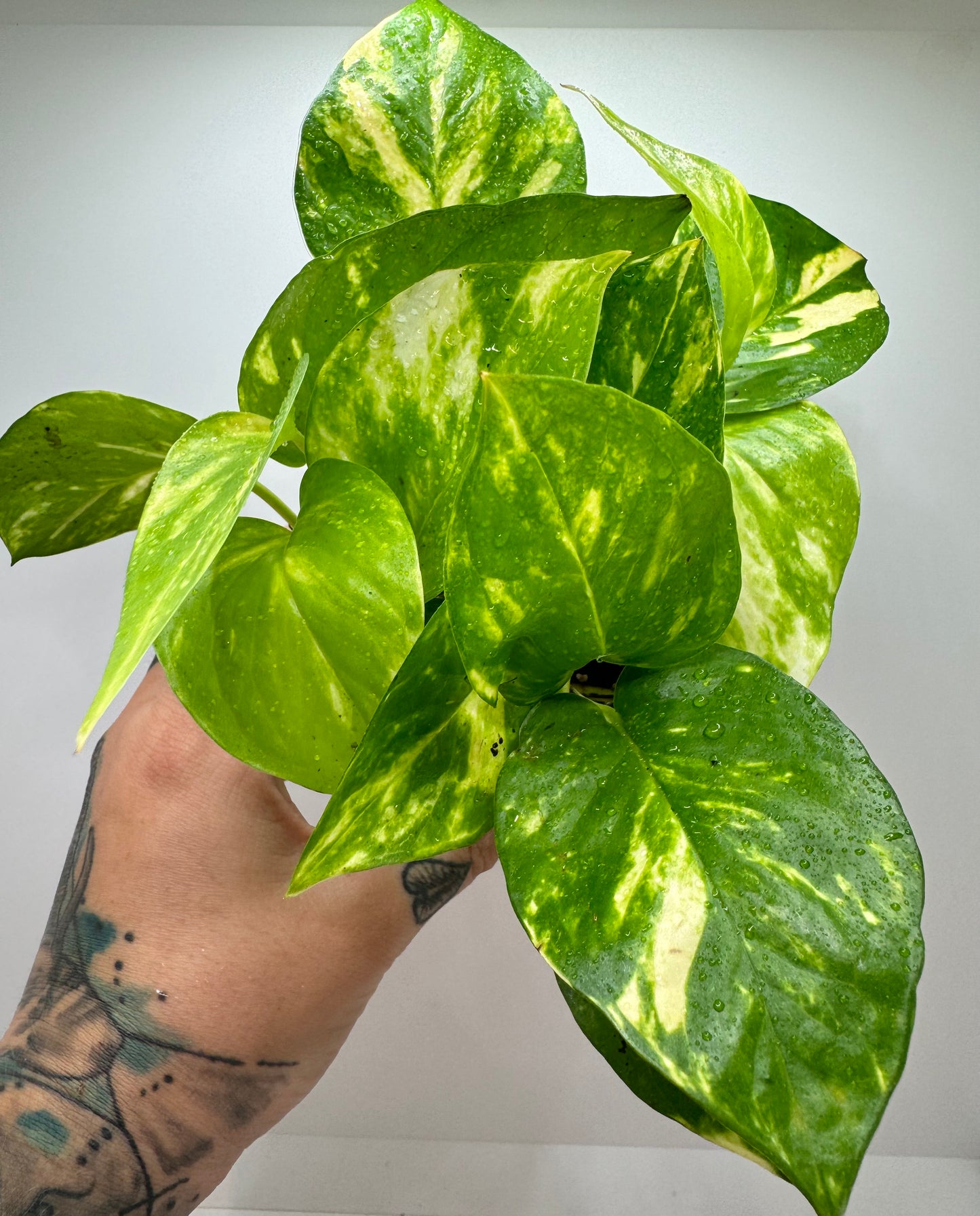 Golden Pothos