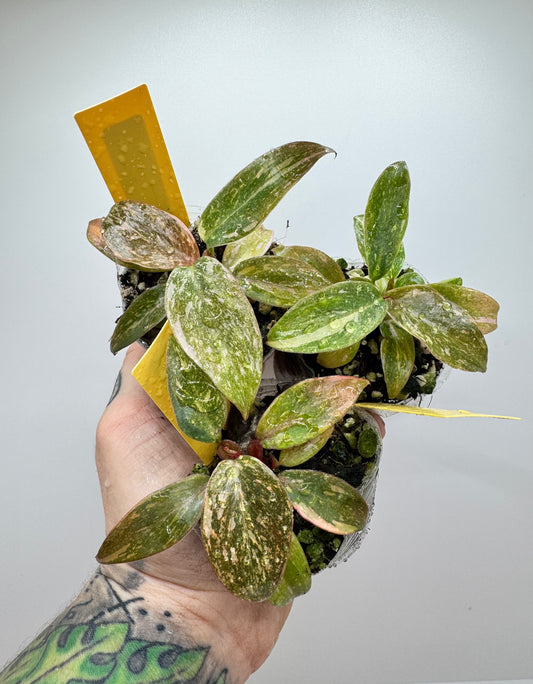 Philodendron Variegated Orange Princess (rare tropical)